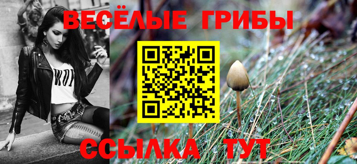 где можно купить наркотик  Альметьевск  Галлюциногенные грибы Cubensis 